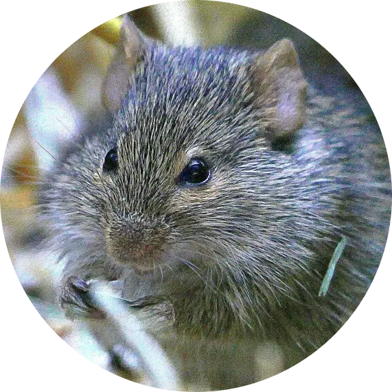 Neumann’s Grass Rat