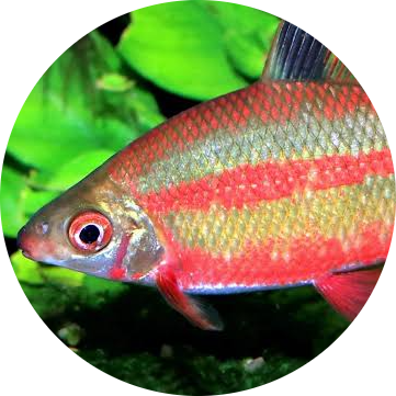 Nobol Distichodus
