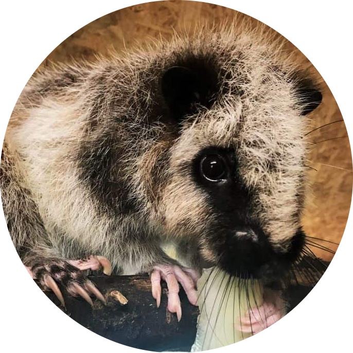 Northern Luzon Giant Cloud Rat