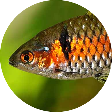 Odessa Barb