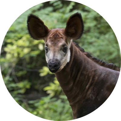 Okapi