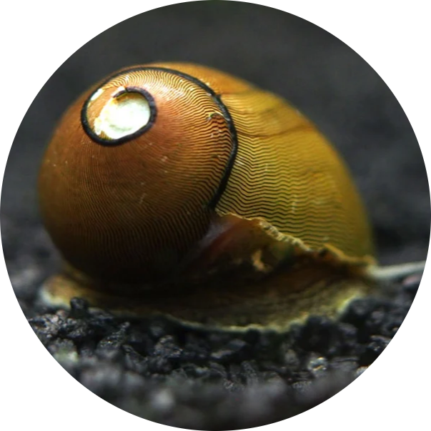 Olive Nerite Snail