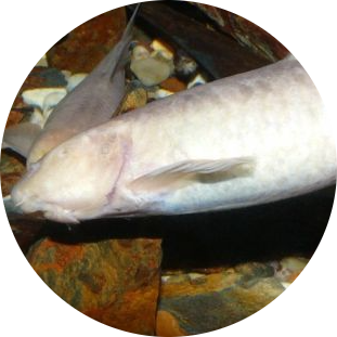 Omani Blind Cave Fish
