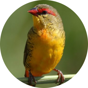 Orange-breasted Waxbill