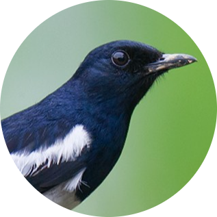 Oriental Magpie-robin