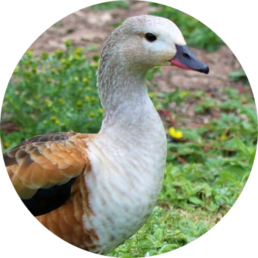 Orinoco Goose