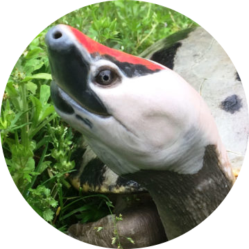 Painted Terrapin