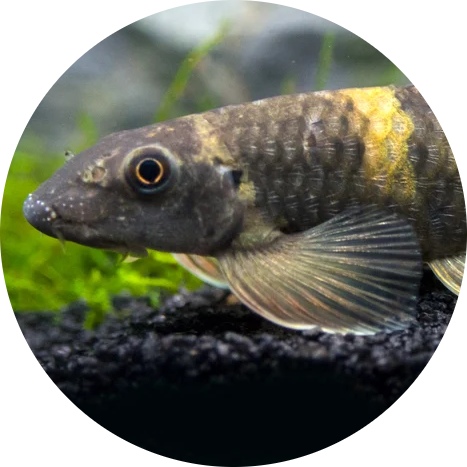 Panda Garra