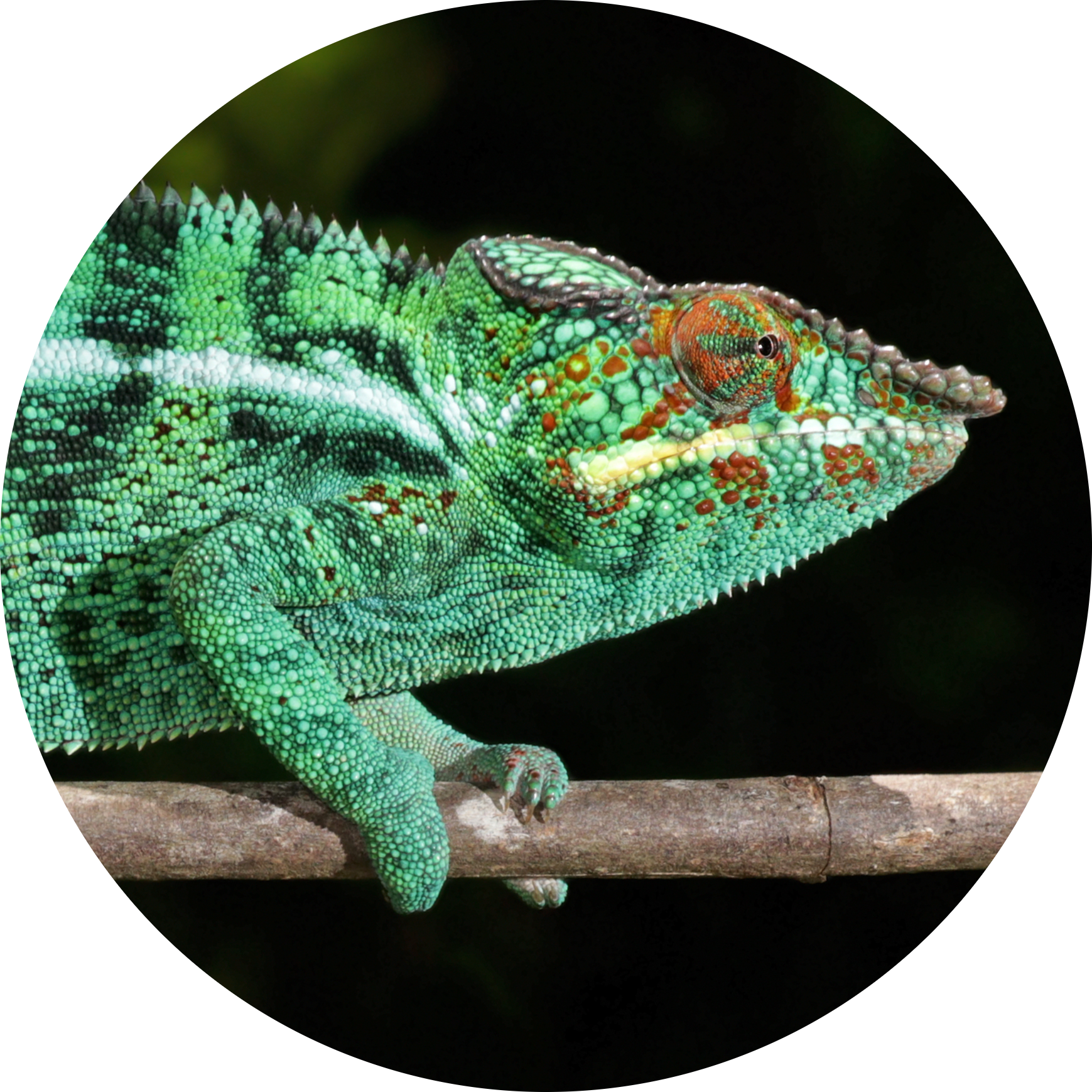 Panther Chameleon