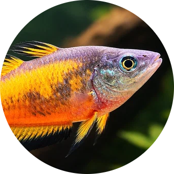 Parkinson’s Rainbowfish