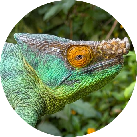 Parson’s Chameleon