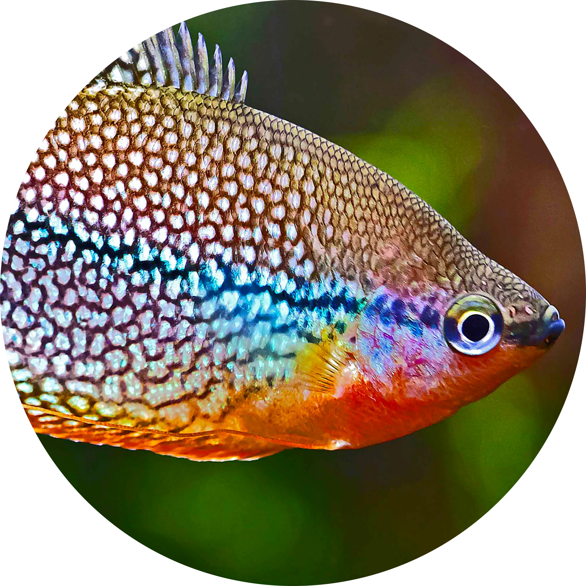 Pearl Gourami