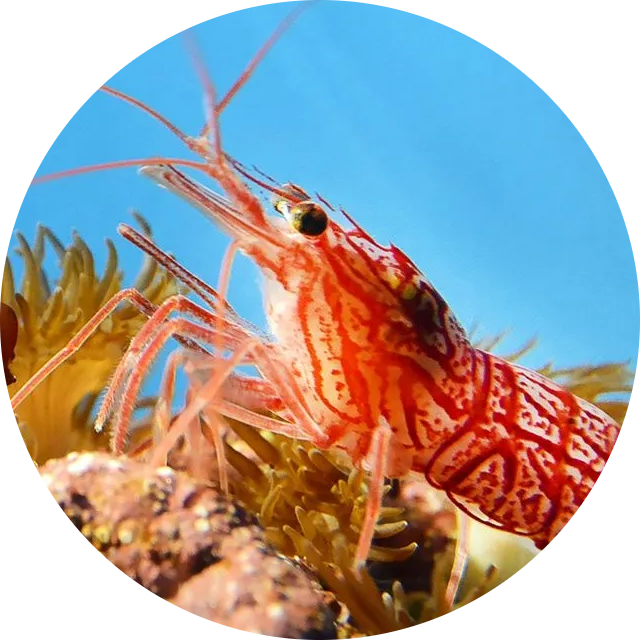 Peppermint Shrimp