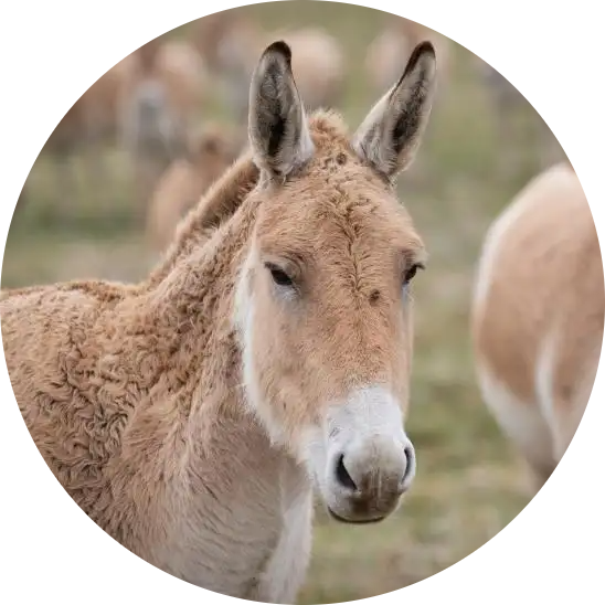 Persian Onager