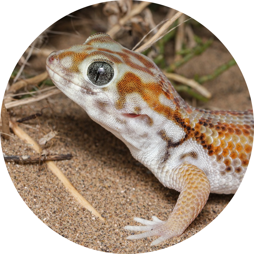 Persian Wonder Gecko