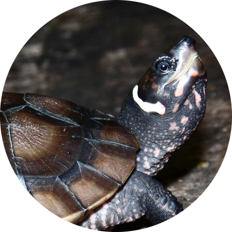 Philippine Forest Turtle