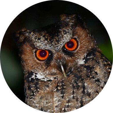Philippine Scops Owl