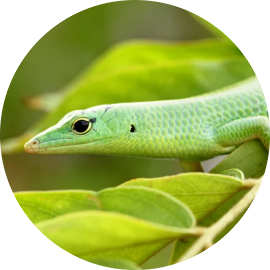 Philippine Tree Skink