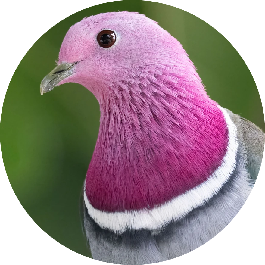 Pink-headed Fruit Dove