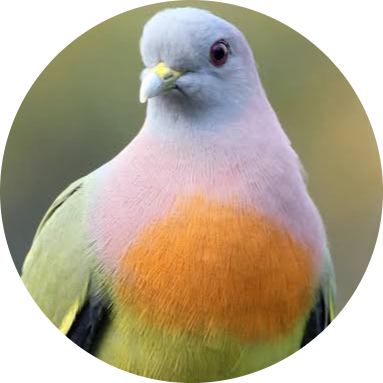 Pink-necked Green Pigeon