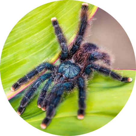 Pink-toed Tarantula