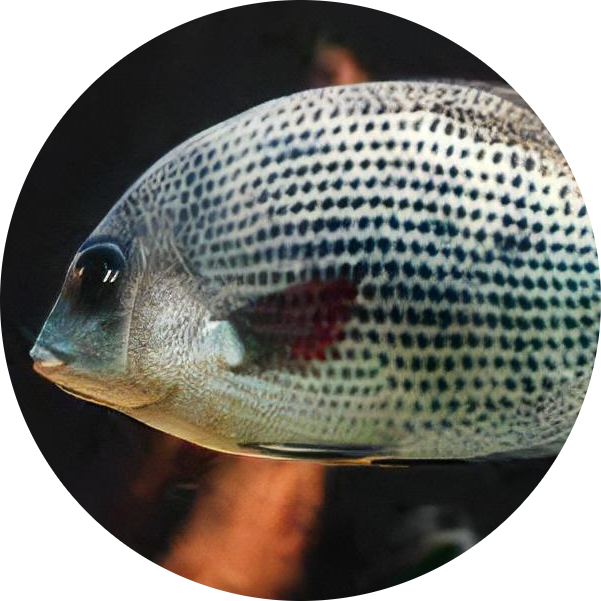 Pinstripe Damba