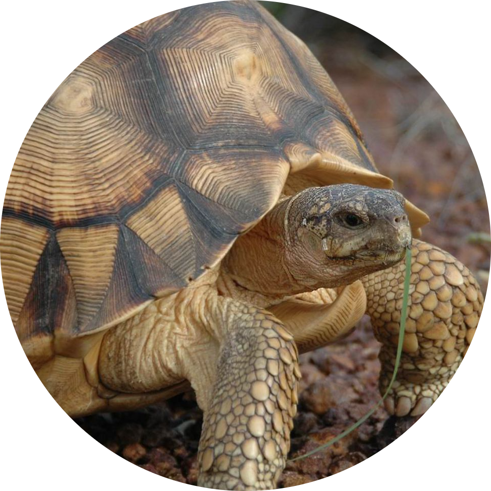 Ploughshare Tortoise