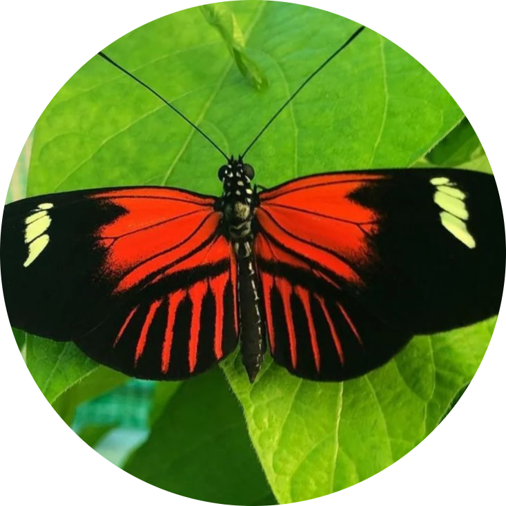 Postman Butterfly