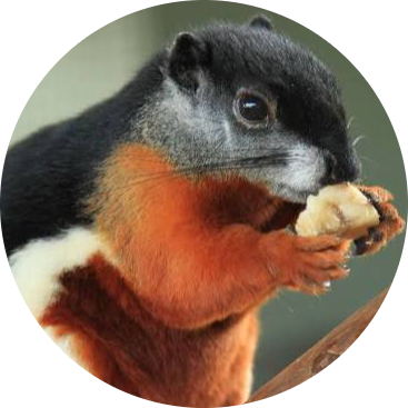 Prevost’s Squirrel