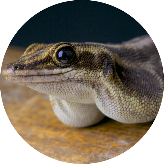 Pronk’s Day Gecko