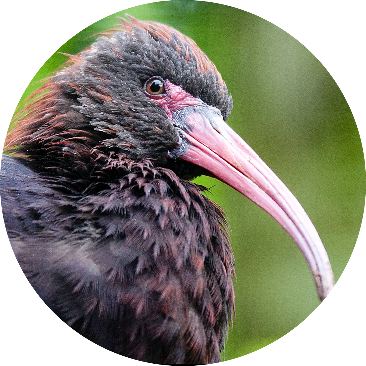Puna Ibis