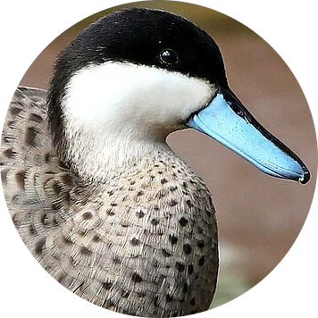 Puna Teal
