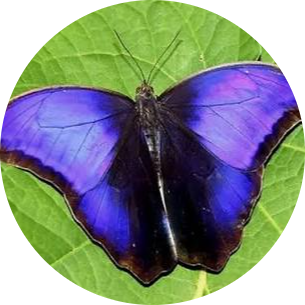 Purple Mort Bleu Butterfly
