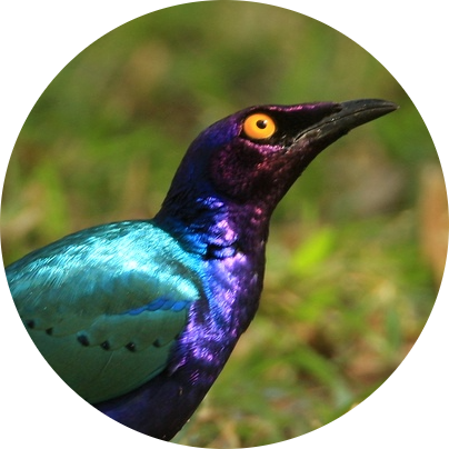 Purple Starling