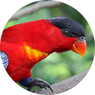 Purple-naped Lory