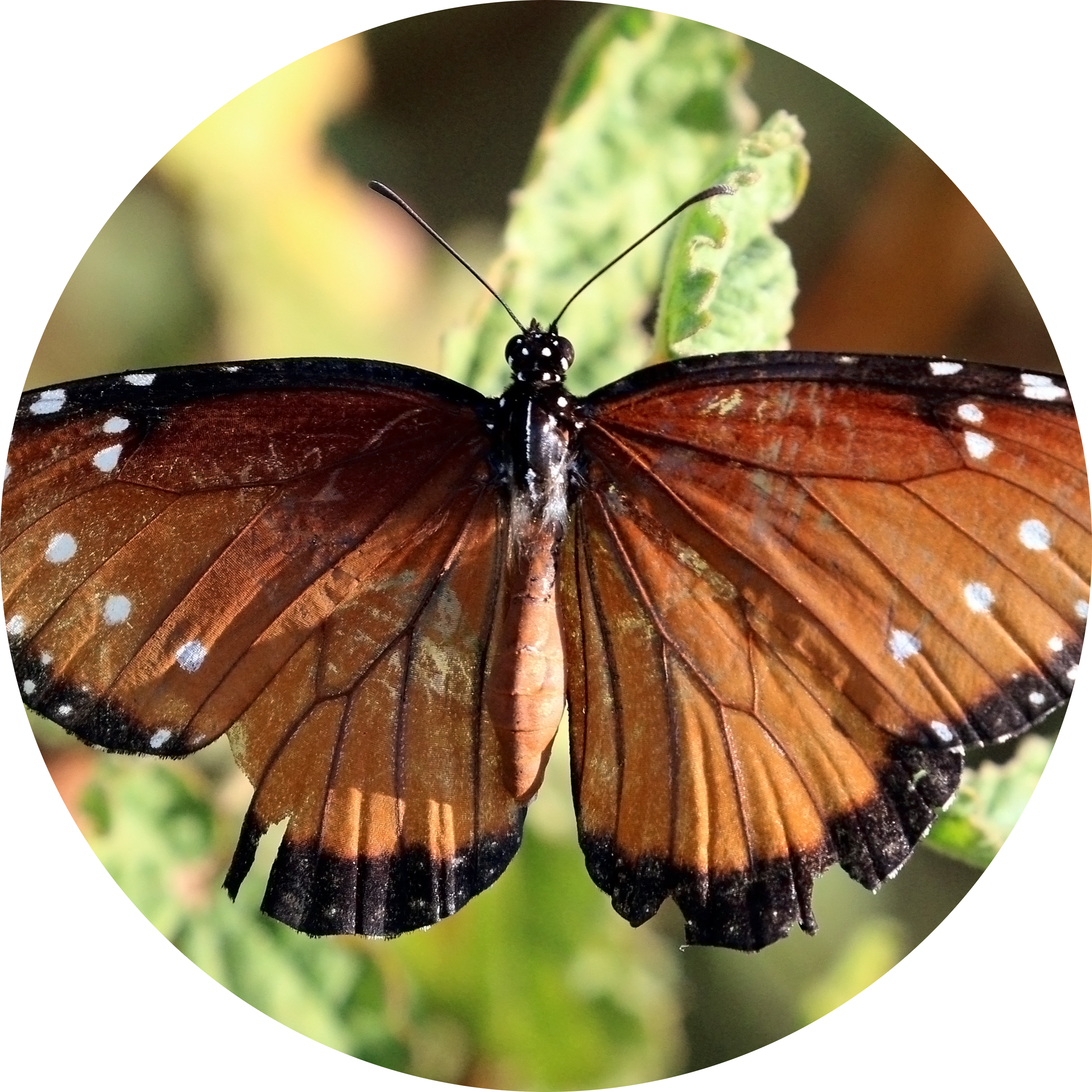 Queen Butterfly