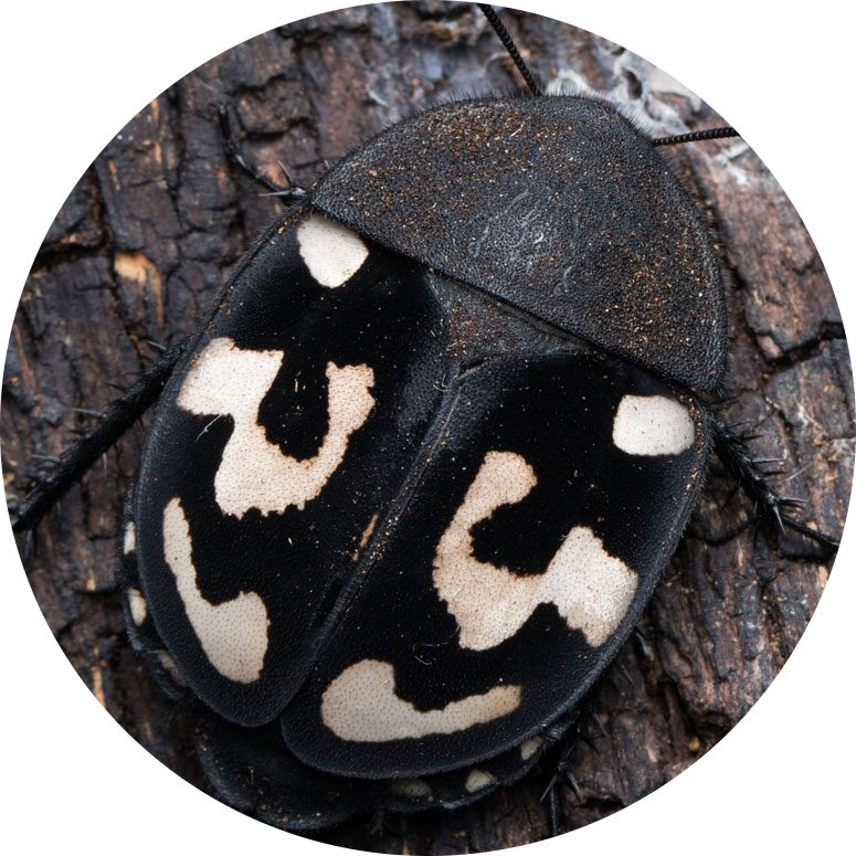 Question Mark Cockroach