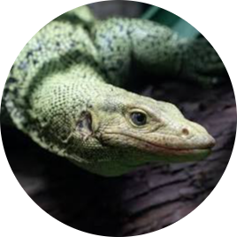 Quince Monitor